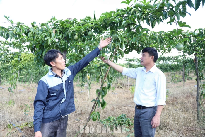 Mở hướng làm giàu từ cây chanh dây