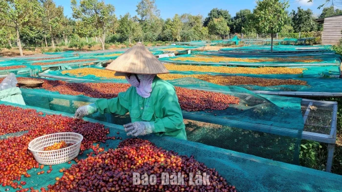 Vietnamese Robusta coffee takes 9 of 10 international spots in Global Robusta Awards 2026 Top 20