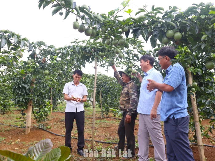 Xã Ea Riêng: Đồng hành mở hướng phát triển kinh tế từ cây chanh dây
