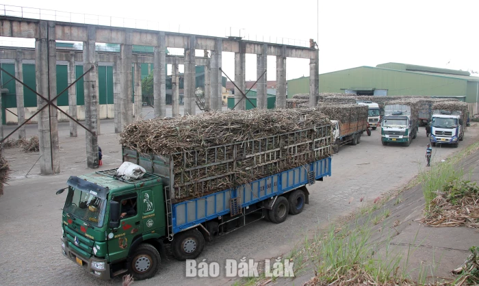 Xã Ea Knốp: Khai thác hiệu quả dư địa, nuôi dưỡng nguồn thu bền vững