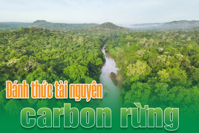 Đánh thức tài nguyên carbon rừng
