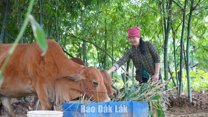 Vượt lên nghịch cảnh nhờ được hỗ trợ sinh kế