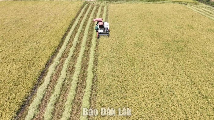Đắk Lắk công bố số liệu thống kê đất đai năm 2025