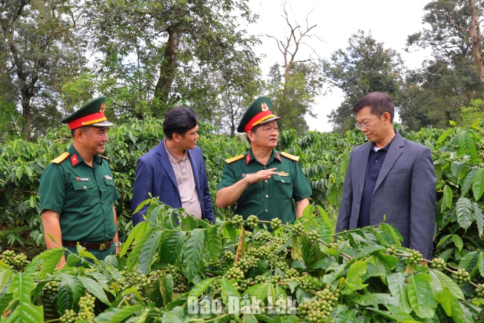 Hồi sinh đất cằn, nâng tầm “Cà phê người lính”