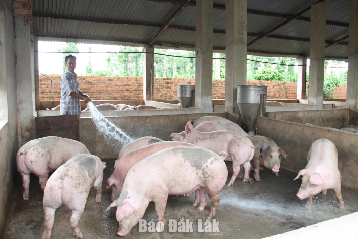 Tăng cường quản lý bảo vệ môi trường trong hoạt động chăn nuôi
