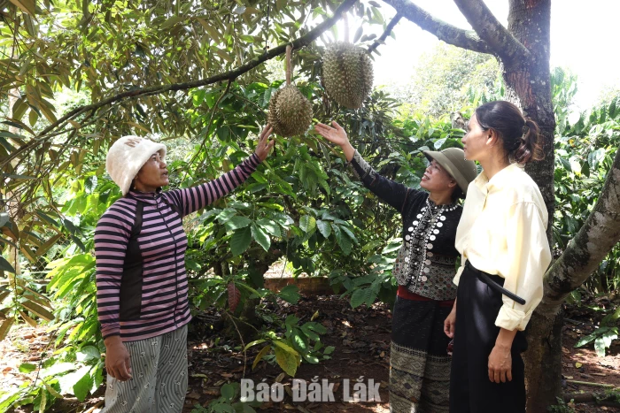 Hiệu quả giảm nghèo ở Ea Phê
