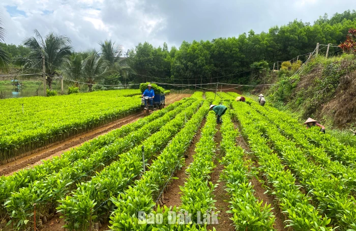 Mùa trồng rừng
