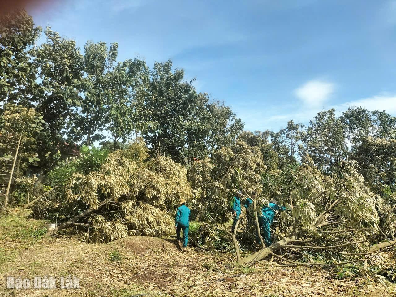 Bão số 13 gây thiệt hại nhiều công trình, cây trồng tại xã Ea Wy