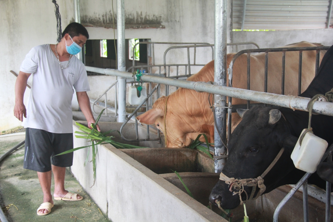 Một hộ dân tại xã Ea Ô, huyện Ea Kar sử dụng vốn tín dụng chính sách để phát triển chăn nuôi bò