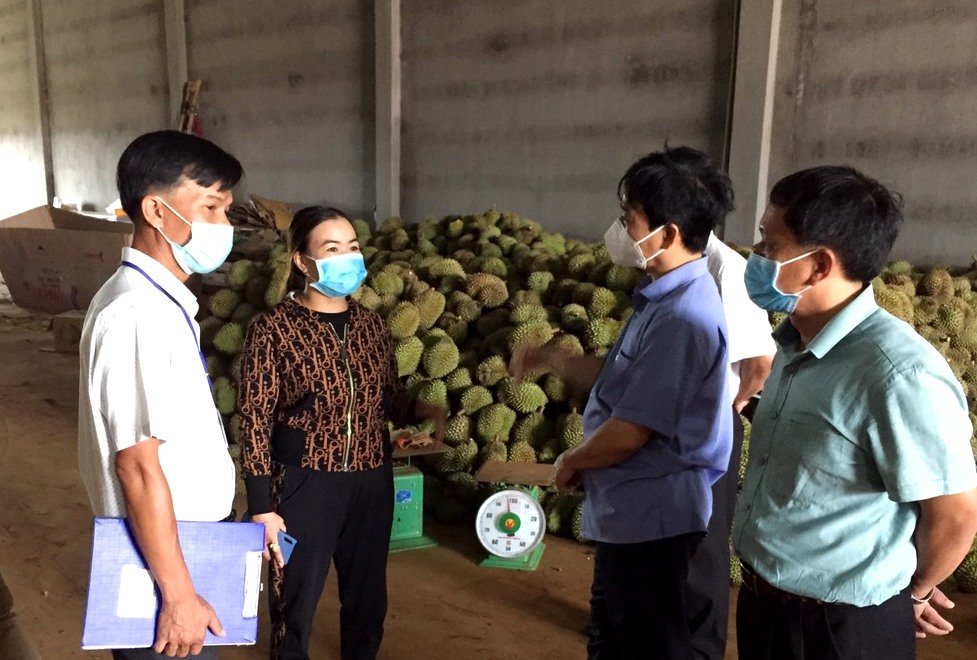 Đại diện Sở Công thương và UBND huyện Krông Pắc khảo sát thực tế tại một cơ sở thu mua sầu riêng trên địa bàn