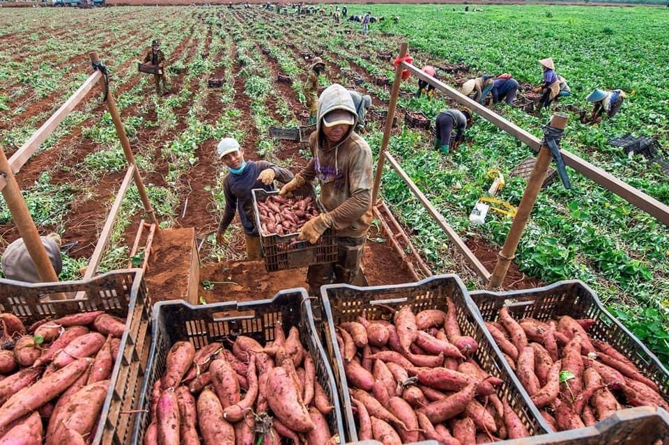 Nhiều nông dân ở huyện Cư Mgar có thu nhập ổn định. Ảnh: Ngô Minh Phương