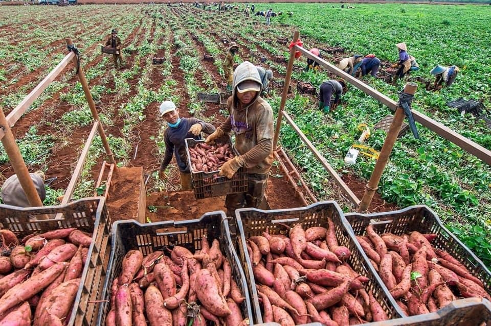Nhiều nông dân ở huyện Cư Mgar có thu nhập ổn định. Ảnh: Ngô Minh Phương