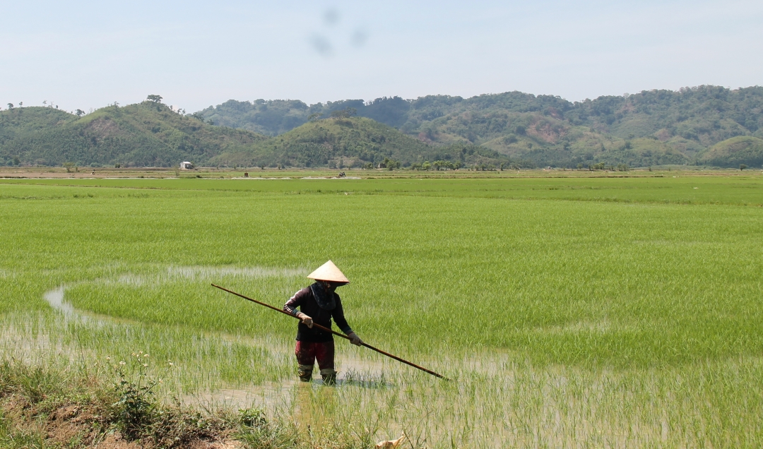 Nông dân huyện Krông Ana đang chăm sóc lúa để phòng tránh sâu bệnh.  Ảnh: Thuận Nguyên 