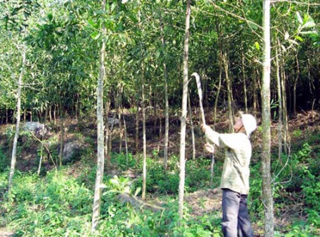 Chăm sóc rừng trồng (Ảnh: P.V)