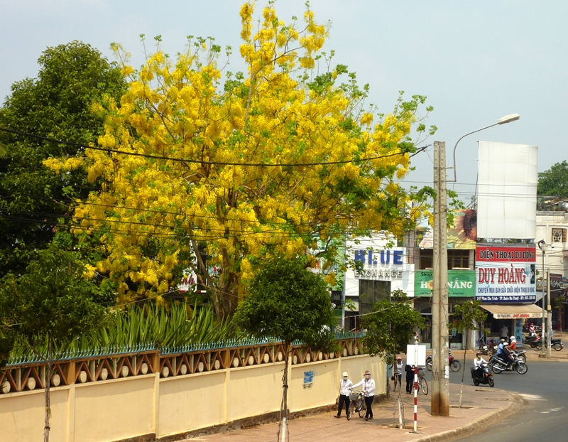 Hoa Osaka sắc vàng tươi rói, từng chùm rủ xuống duyên dáng như chiếc bông tai của người thiếu nữ.