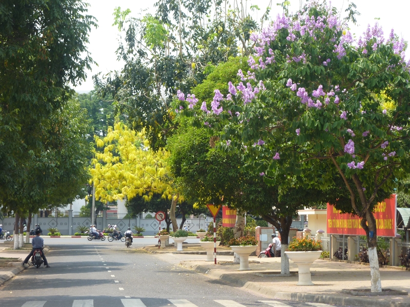 Hoa osaka hòa mình cung hoa bằng lăng tím làm rực rỡ cả một con phố