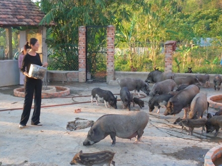 Do có sân chơi rộng rãi nên đàn heo rừng lai phát triển tốt.