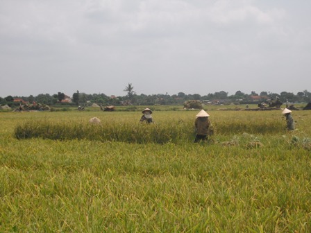 Thu hoạch lúa giống tại thôn 12, Ea Kmút.