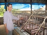 Một trang trại chăn nuôi ở huyện Cư Kuin Ảnh: H.H