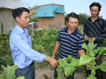 Đoàn viên thanh niên xã Hòa Phong (Krông Bông) tham quan mô hình trồng cây thuốc lá.