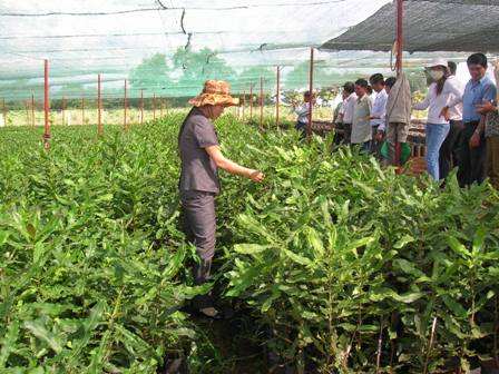 Các đại biểu thăm vườn ươm Măc-ca trên địa bàn huyện