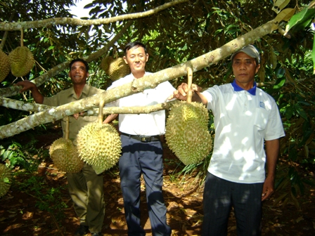 Hội viên tham quan mô hình trồng sầu riêng xen canh trong vườn cà phê của ông Y Tap M’lô (buôn Năng, xã Ea Hồ, huyện Krông Năng)