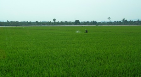 Nông dân huyện Krông Pak phun thuốc để phòng trừ sâu bệnh trên cây lúa