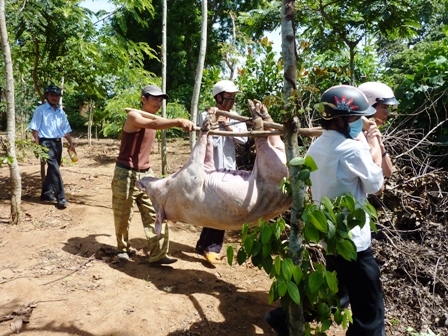 Khiêng heo đi tiêu hủy tại thôn 2, xã Cư Ni (huyện Ea Kar).