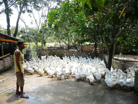 Anh Lê Văn Thục với mô hình nuôi vịt bầu cánh trắng.