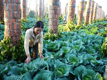 Chị Lê Thị Hợi đang chăm sóc vườn rau trồng xen với các thụ tiêu.