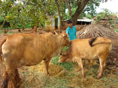 Anh Phan Văn Tuấn, thôn Hiệp Bình, xã Quãng Hiệp (huyện Cư M'gar) đang chăm sóc đàn bò