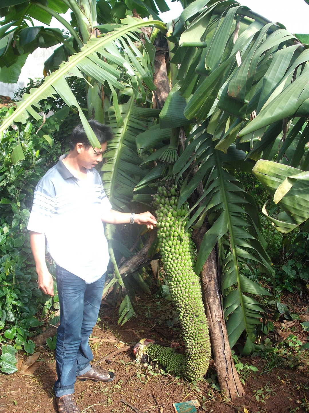Anh Dũng bên cây chuối lạ trong vườn nhà