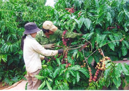 Nhiều trang trại đã thu hoạch cà phê đầu mùa. (Ảnh: Nam Sơn)