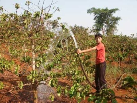 Người dân chống hạn cho cây cà phê bằng nguồn nước ngầm. (Ảnh: T.L)