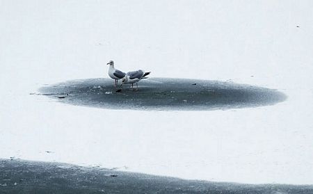 Hai con chim đứng trên một hồ bị đóng băng ở Swindon, Anh