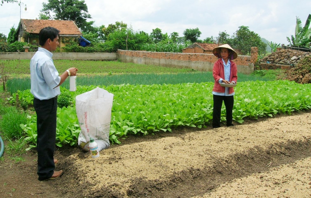 Cán bộ khuyến nông hướng dẫn nông dân bón phân đúng cách đối với cây rau vụ đông xuân