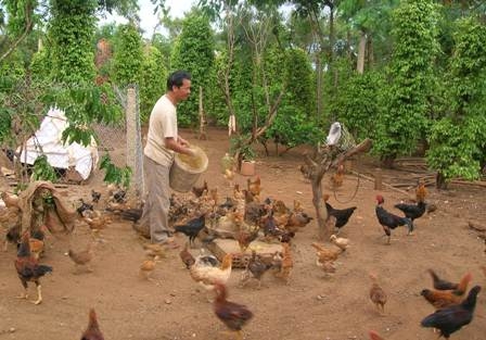Chăn nuôi gia cầm tại các nông hộ bắt phát triển mạnh để cung ứng thực phẩm cho dịp tết