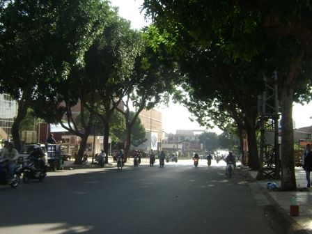 Hàng cây khi chưa bị cưa đốn