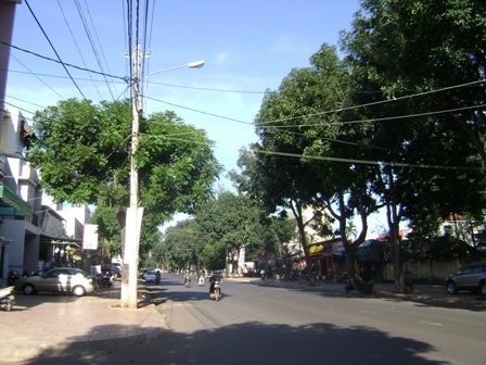 Hàng cây  bị cưa đốn sau một năm
