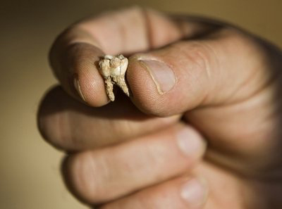 Một chiếc răng được cho là của người cổ đại