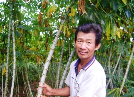 Ông Vương Thanh Nghị (thôn Đoàn Kết 2), bên rẫy sắn nhà mình sắp cho thu hoạch.