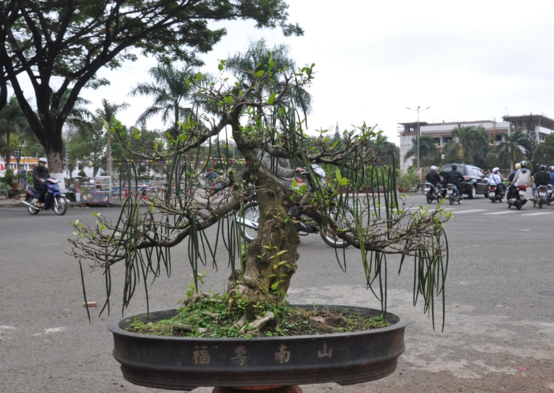 Nhiều loại cây bonsai cũng được bày bán