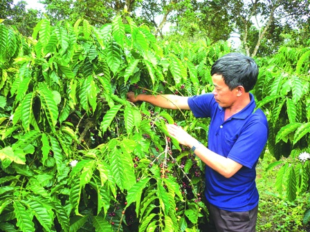 Anh Đàm Văn Khoa chăm sóc vườn cà phê của gia đình.