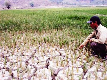 Nhiều diện tích lúa bị mất trắng do hạn hán. (Ảnh: T.L)