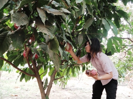 Người dân ở buôn Liêng Kéh làm giàu từ việc trồng cây ca cao. (Ảnh: L.H)