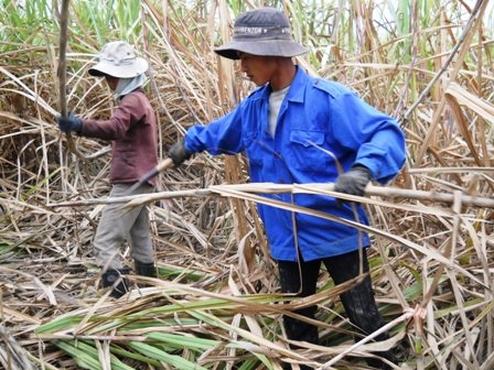 Cuộc sống người dân trên đồi 519 đã khá lên nhờ cây mía.