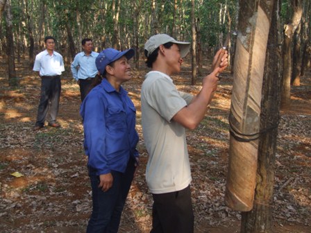 H’BRen Niê đang hướng dẫn công nhân trẻ thực hiện quy trình kỹ thuật khai thác mủ cao su.