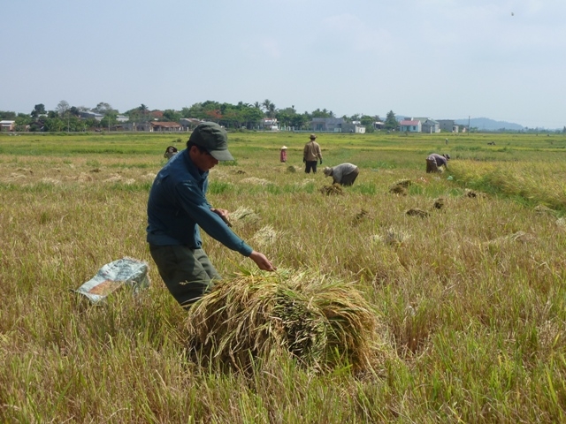 Vào vụ thu hoạch lúa đông xuân nhưng nông dân kém vui vì sản lượng sụt giảm. (Ảnh: L.N)