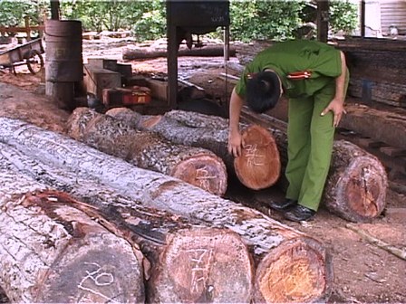Lực lượng cảnh sát kinh tế Công an tỉnh phát hiện số lượng lớn gỗ lậu tại các xưởng cưa của Công ty TNHH Quang Phát.