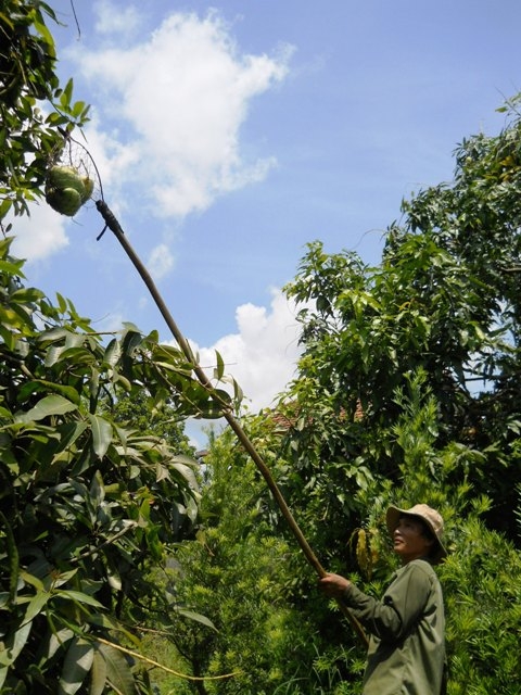 Nông dân Ea Bung thu hoạch xoài.